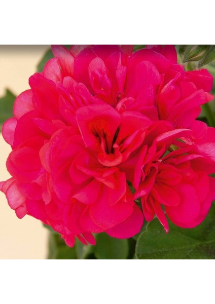 Grandeur Ivy Red Sakız Sardunya Fidesi (1 Adet)