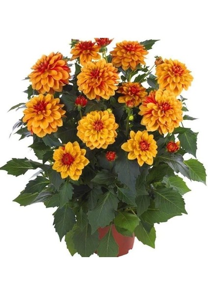 Katmerli Iri Çiçekli Power Bronze Bicolor Yıldız Dahlia Çiçeği Fidesi (2 Adet)