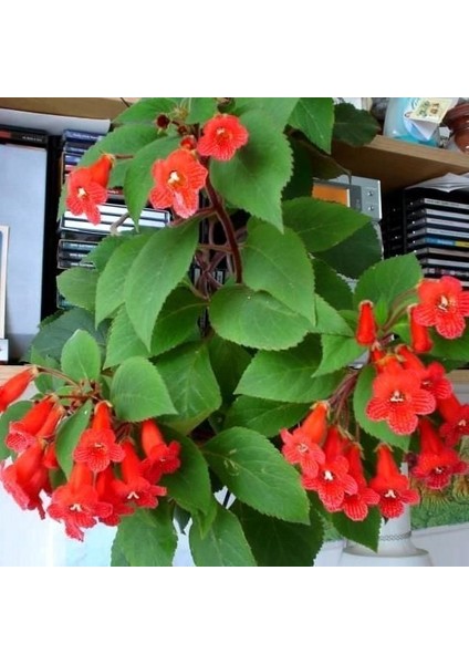 Özel Eriantha Kohleria Japon Küpelisi Çiçeği Fidesi (Mini Saksıda)