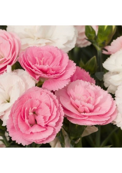 Pastel Renkler Sweet Pleasure Light Pink Kokulu Karanfil Fidesi (1 Adet)