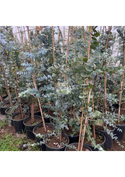 3 Yaş Eucalyptus Cinerea Silver Dollar Bodur Okaliptus Fidanı