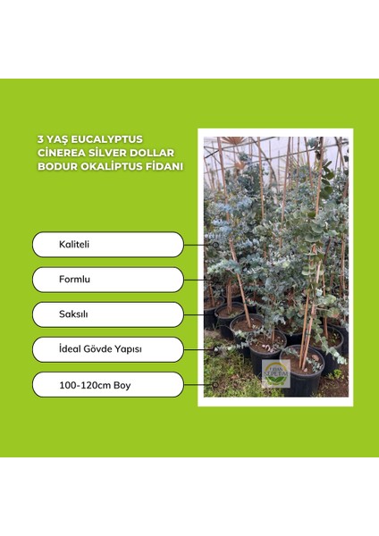 3 Yaş Eucalyptus Cinerea Silver Dollar Bodur Okaliptus Fidanı