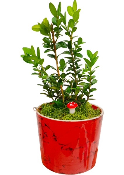 Buxus Bonsai Kırmızı Granit Desenli Saksıda Şimşir Tasarımı Canlı Bitki Bahçe Ev Hediyesi