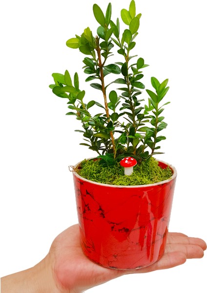 Buxus Bonsai Kırmızı Granit Desenli Saksıda Şimşir Tasarımı Canlı Bitki Bahçe Ev Hediyesi fiyatları