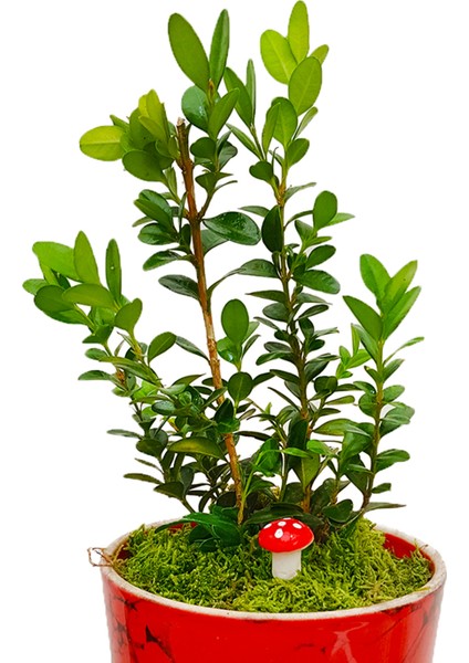 Buxus Bonsai Kırmızı Granit Desenli Saksıda Şimşir Tasarımı Canlı Bitki Bahçe Ev Hediyesi modelleri