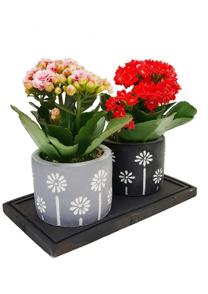 2'li Kalanchoe Papatya Baskılı Saksıda & Hediye Çiçek & Kalanşo & Canlı Ev Salon Ofis Bitkisi fiyatları