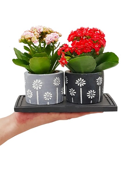 2'li Kalanchoe Papatya Baskılı Saksıda & Hediye Çiçek & Kalanşo & Canlı Ev Salon Ofis Bitkisi modelleri