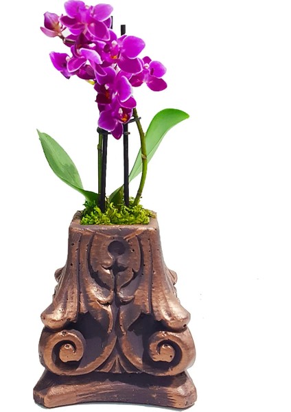 Phalaenopsis Mini Mor Orkide Bakır Renkli Beton Saksıda & Canlı Saksı Çiçekleri & 20-25 cm
