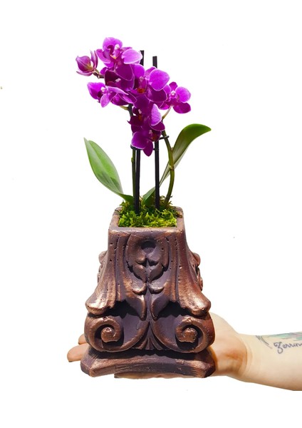 Phalaenopsis Mini Mor Orkide Bakır Renkli Beton Saksıda & Canlı Saksı Çiçekleri & 20-25 cm fiyatları