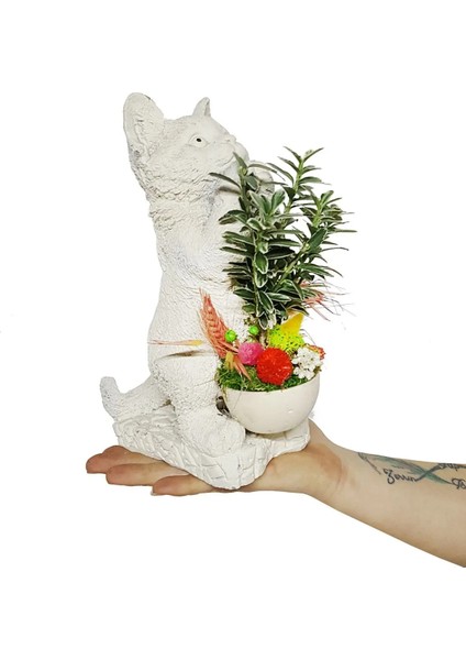 Taflan Kedi Figürlü Beton Saksıda & Canlı Bitki & Bahçe Dekorasyonu & Hediye Canlı Çiçek fiyatları