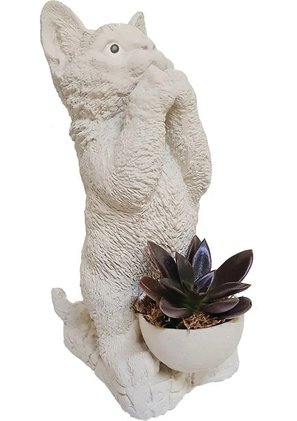 Sukulent Kedi Figürlü Beton Saksıda & Canlı Bitki & Bahçe Dekorasyonu & Hediye Canlı Çiçek