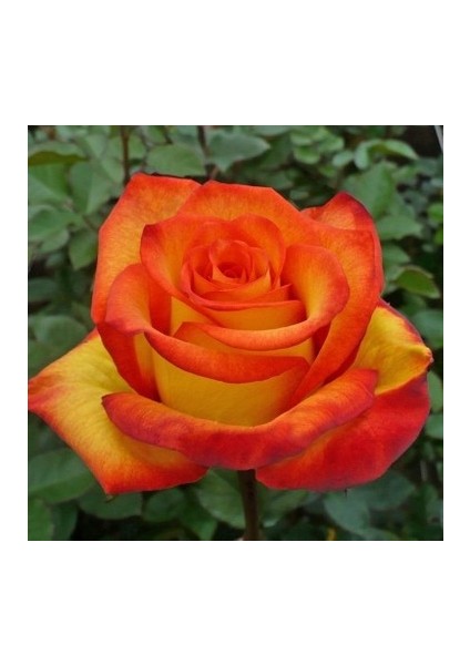 Königin Der Rosen [Kokulu] Gül Fidanı