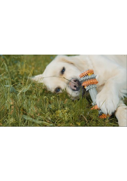 - Kauçuk Diş ve Dil Temizleyici Köpek Çiğneme Oyuncağı