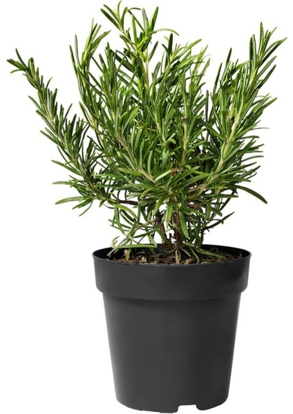 Su Yeşili Biberiye Fidanı 5 Adet 20-30 cm