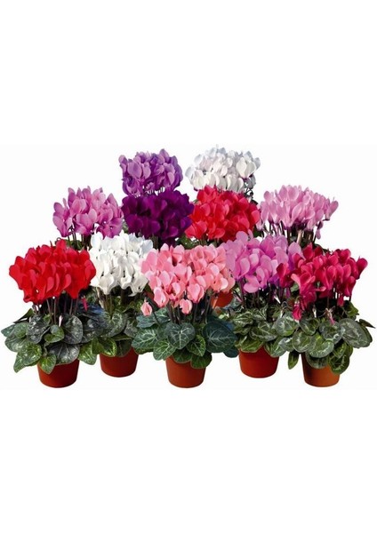 Sıklamen(Cyclamen) 5’li Karışık Renklerde