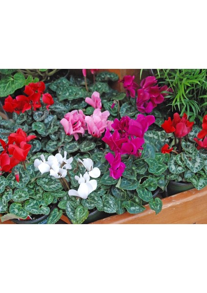 Sıklamen(Cyclamen) 5’li Karışık Renklerde fiyatları