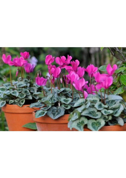 Sıklamen(Cyclamen) 5’li Karışık Renklerde modelleri