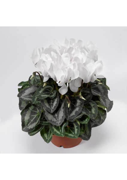 Sıklamen(Cyclamen) 5’li Karışık Renklerde fırsatları