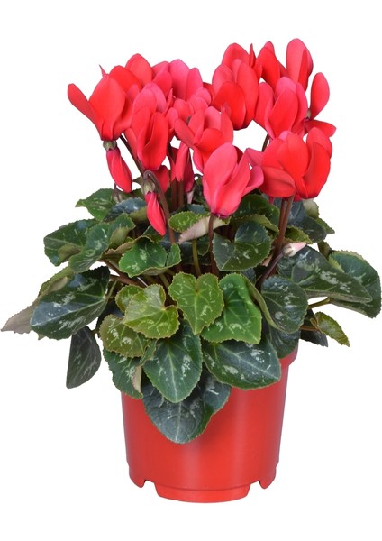 Sıklamen(Cyclamen) 5’li Karışık Renklerde indirimleri
