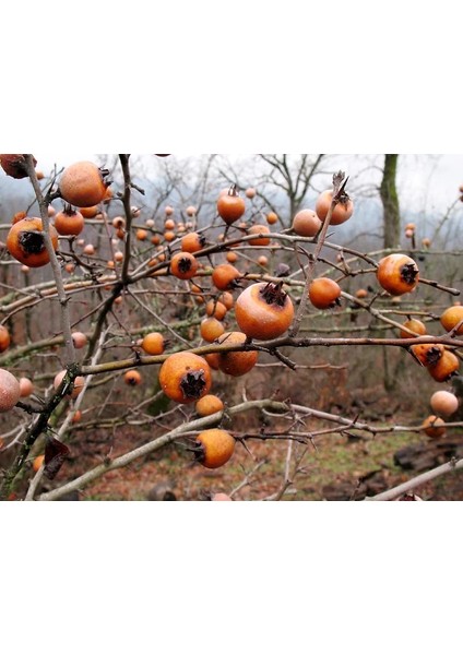 ÇİKOLATALI HARBİYE HURMA FİDANI 5 ADET (KAKAOLU) indirimleri