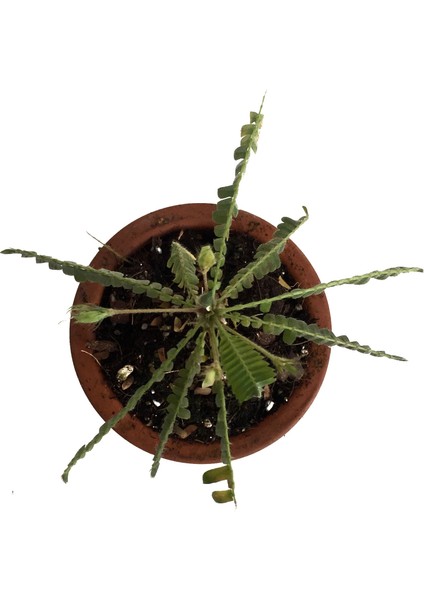 Biophytum Sensitivum