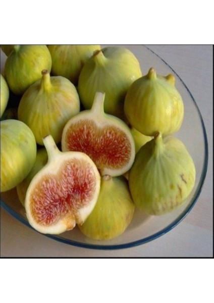 Aydın Sarı Lop Incir Fidanı