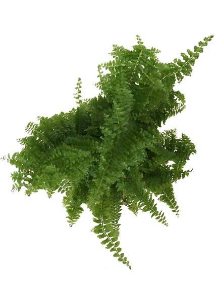 Nephrolepis Exaltata (Aşk Merdiveni)