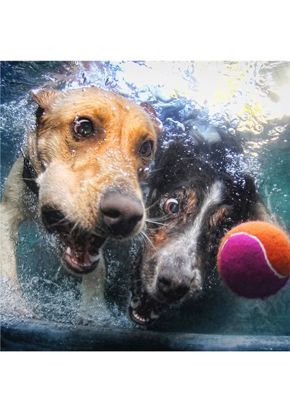 Su Altında Köpekler Puzzle 100 Parça 20529