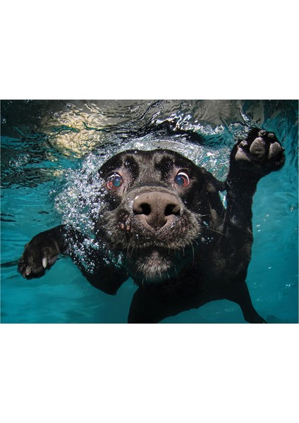 Su Altında Köpek Puzzle 100 Parça 20509
