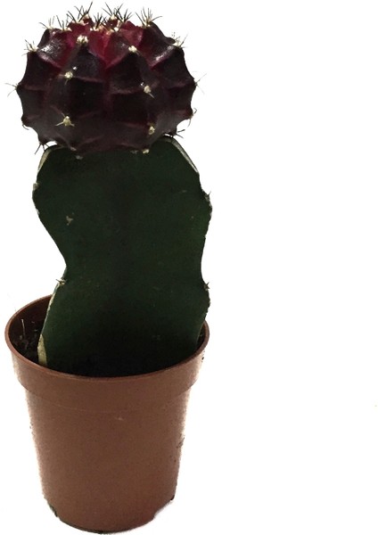 Gymnocalycium Mihanovichii 'Burgundy' (Kaktüs)