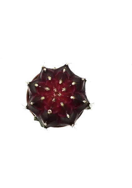 Gymnocalycium Mihanovichii 'Burgundy' (Kaktüs)