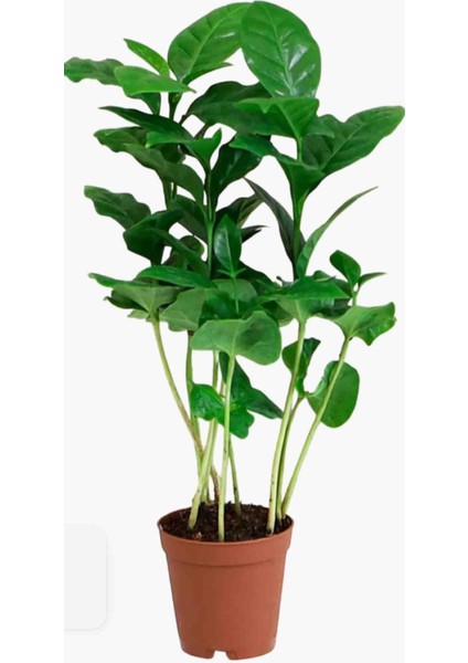 Mini Kahve Bitkisi-Coffea Arabica çiçegi 30/35 cm