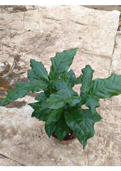 Mini Kahve Bitkisi-Coffea Arabica çiçegi 30/35 cm fiyatları