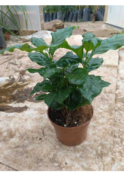 Mini Kahve Bitkisi-Coffea Arabica çiçegi 30/35 cm modelleri