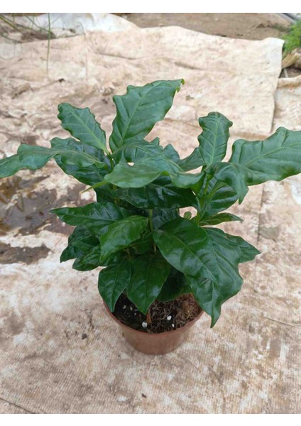 Mini Kahve Bitkisi-Coffea Arabica çiçegi 30/35 cm fırsatları