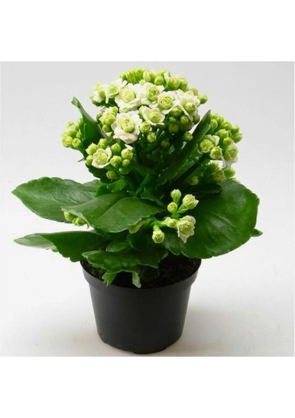 Thebestonline Beyaz Mini Kalanşo