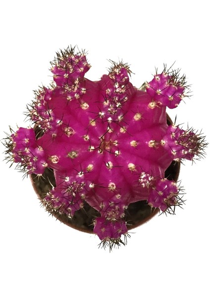 Gymnocalycium Mihanovichii 'Pink' (Kaktüs) fiyatları