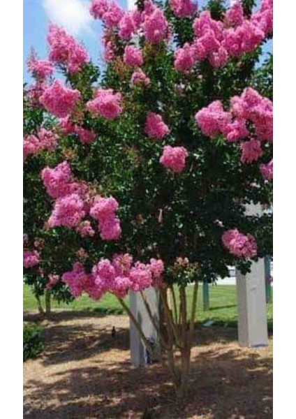 Tüplü Pembe Çiçekli Oya Çiçegi Fidanı