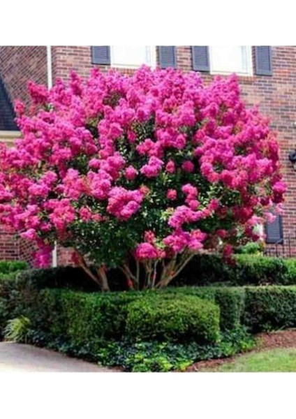 Tüplü Pembe Çiçekli Oya Çiçegi Fidanı fiyatları