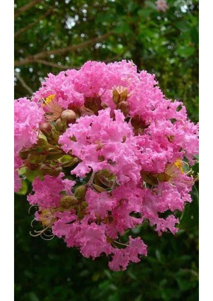 Tüplü Pembe Çiçekli Oya Çiçegi Fidanı modelleri