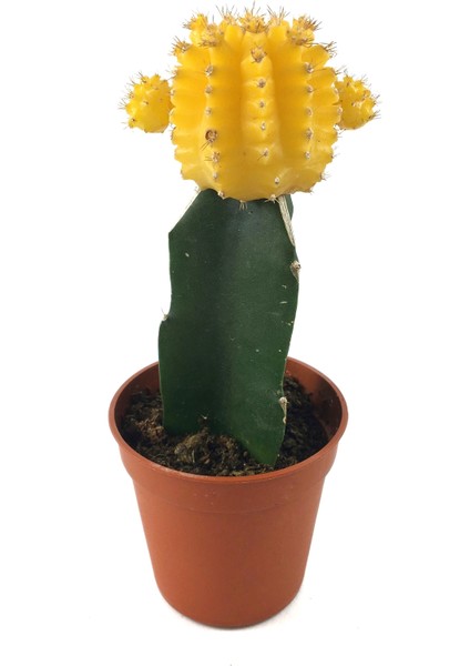 Gymnocalycium Mihanovichii 'Yellow' (Kaktüs)