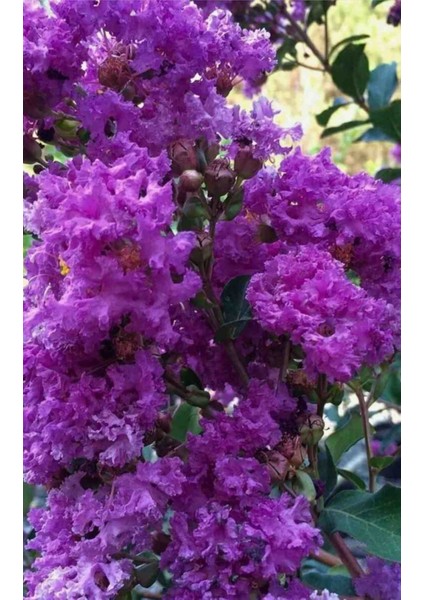 Tüplü Mor Çiçekli Oya Çiçeği Fidanı