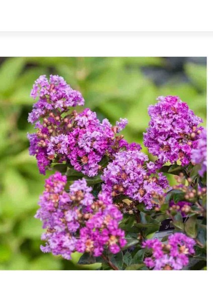 Tüplü Mor Çiçekli Oya Çiçeği Fidanı fiyatları