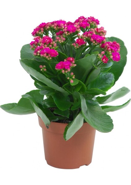 Thebestonline Pembe Mini Kalanşo, 2 Adet