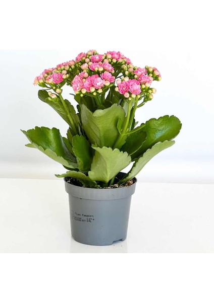 Thebestonline Açık Pembe Mini Kalanşo, 3 Adet