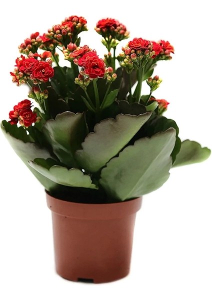 Thebestonline Kırmızı Mini Kalanşo, 3 Adet