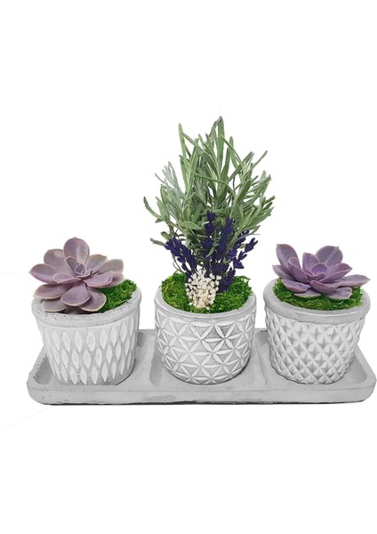 3'lü Trio Lavanta ve Sukulent Flora Set & Beton Saksı Canlı Çiçek Hediye