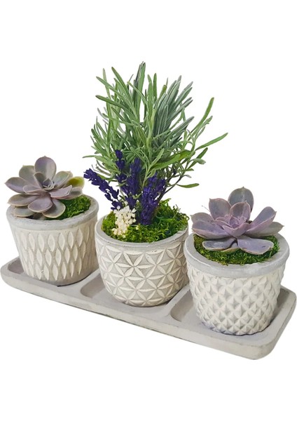 3'lü Trio Lavanta ve Sukulent Flora Set & Beton Saksı Canlı Çiçek Hediye