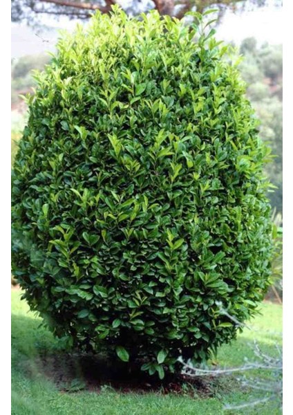 Laurus Nobilis Defne Çalısı Defne Fidanı 1.5 Metre