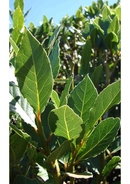 Laurus Nobilis Defne Çalısı Defne Fidanı 1.5 Metre fiyatları